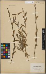 Foto von Salix purpurea L. x Salix repens L.